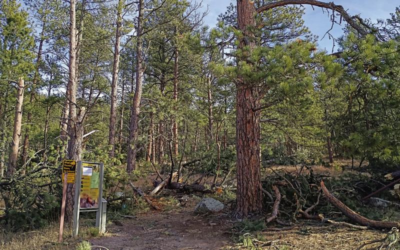 The Rankin Ridge Nature Trail, the most heavily-used trail at Wind Cave National Park, is littered with fallen trees. This picture is of the trail head parking lot. Park staff say this is one of the heaviest hit areas of the park and that it looks like a “war zone.” Photos by Marcus Heerdt/Fall River County Herald-Star