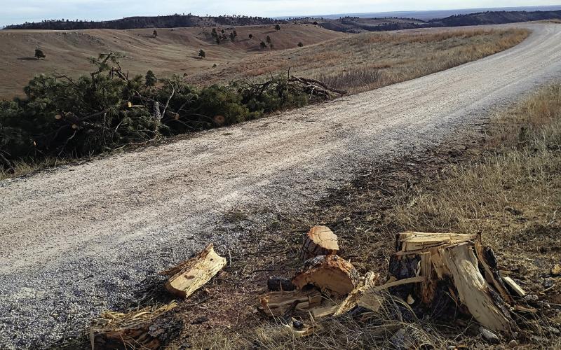 The lone ponderosa pine tree of which “Lone Pine Point” along NPS Road 5 at Wind Cave National Park was appropriately named, is no longer standing as it was just one of the many casualties of the Dec. 18, 2025, wind storm that led to many fallen trees throughout the Black Hills.