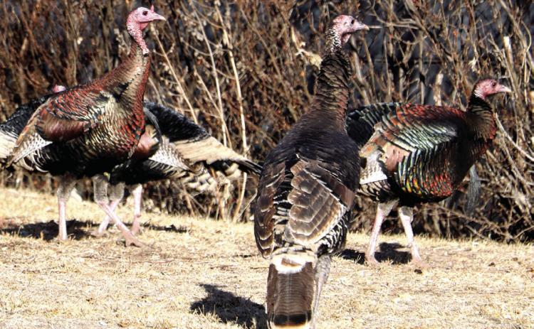 A group of turkeys stand alert in the front yard of a home on Lincoln Avenue in Hot Springs. Photo by Brett Nachtigall/Fall River County Herald-Star