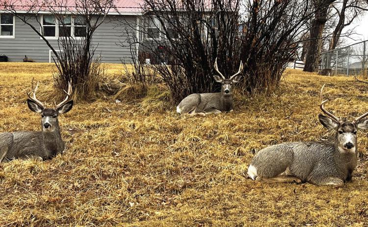 Atrioofmuledeerbucksrestcomfortablyalonganalleywaynear25thAvenueonthewestsideofHotSprings.These three deer were part of a larger herd of eight bucks which were grouped together in a residential neighborhood while drizzling rain fell in town this past Saturday. Photo by Brett Nachtigall/Fall River County Herald-Star