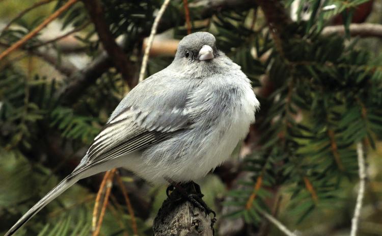 During Wind Cave National Park’s 29th annual Christmas Bird Count, a total of 57 dark-eyed juncos were recorded by bird count volunteers. Photo by Marcus Heerdt/Fall River County Herald-Star