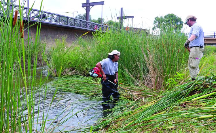 A pair of Americorps workers cut and remove cattails from Fall River last Tuesday, Aug. 20, below the suspended sidewalk near the Jennings Avenue bridge. There are a total of eight workers here currently, from all over the country. They will remain in Hot Springs for about four weeks, with their primary focus to clean up the cattails. The man pictured above in the water is utilizing one of the city’s four new rotary scissor trimmers. Photo by Brett Nachtigall/Fall River County Herald-Star