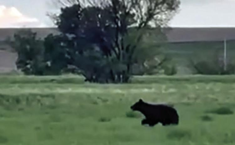 A black bear runs through a field near Oelrichs, surprising a resident who lives nearby. Photo by Elyjah Dryden