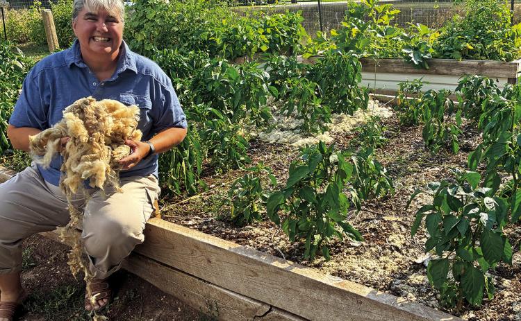 Malisa Niles, SD Specialty Producers Association (SDSPA) Urban Ag Liaison, holds raw wool used in the Wool as a Soil Additive project at the Hot Springs Community Garden. Photo by Charity Maness/Fall River County Herald Star
