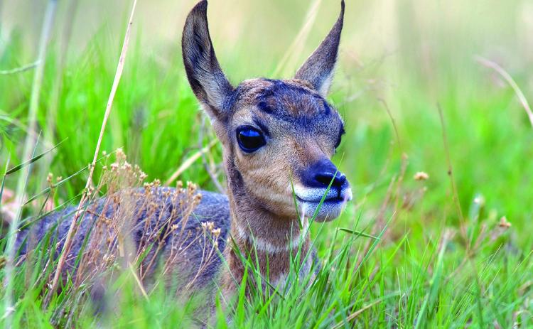Wildlife photography Dick Kettlewell once again won first place in the Best Photo Series category of the South Dakota NewsMedia Association contest for “Fall River Rhapsody.” Photo by Dick Kettlewell/Fall River County Herald-Star