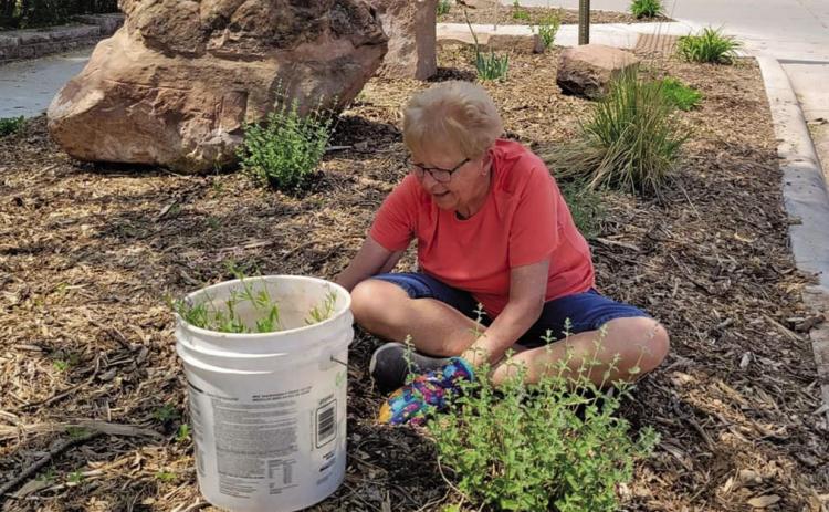 Joann Walker, pod squad member for many years, carefully tends to a pod across from Massa Dental. Courtesy photo