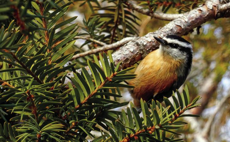 During Wind Cave National Park’s 28th annual Christmas Bird Count, a total of 68 red-breasted nuthatches were recorded by bird count volunteers. Photo by Marcus Heerdt/Fall River County Herald-Star