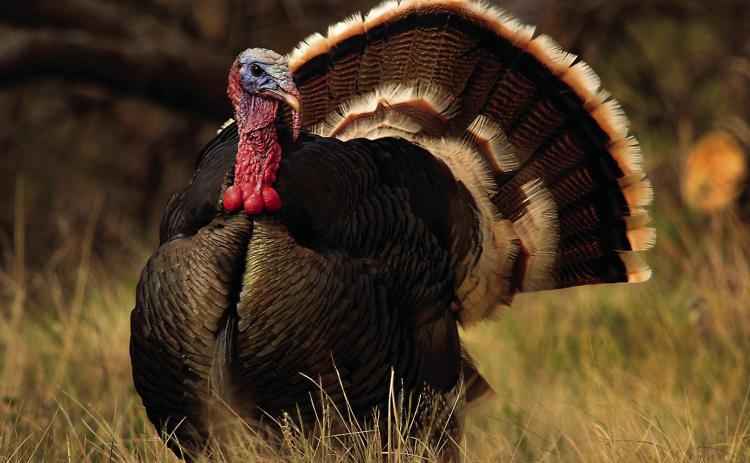 A turkey gobbler goes into his display mode as he spots the approach of a few hens on a small ranch in the southern Black Hills. His mating calls will be heard by hens as far as 20 miles away.
