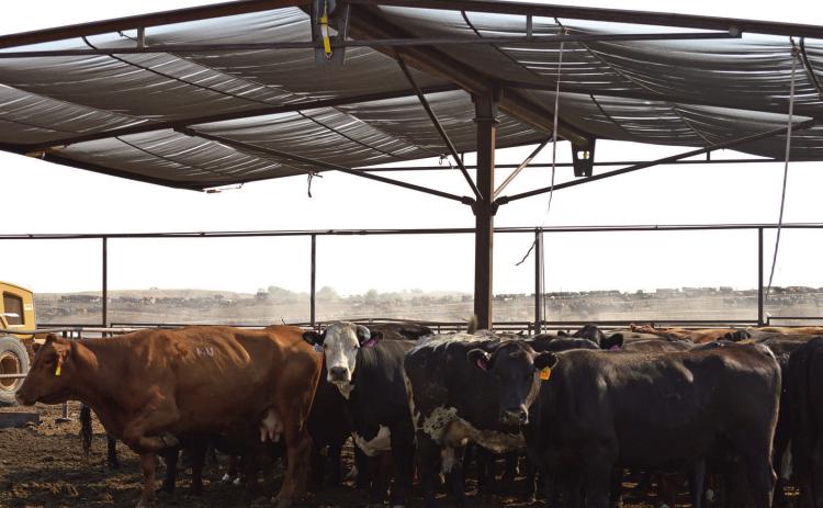 The Fall River Feedyard has constructed new shade structures for the cattle as part of its recent renovations. Photos by Garland Wright/Fall River County Herald-Star